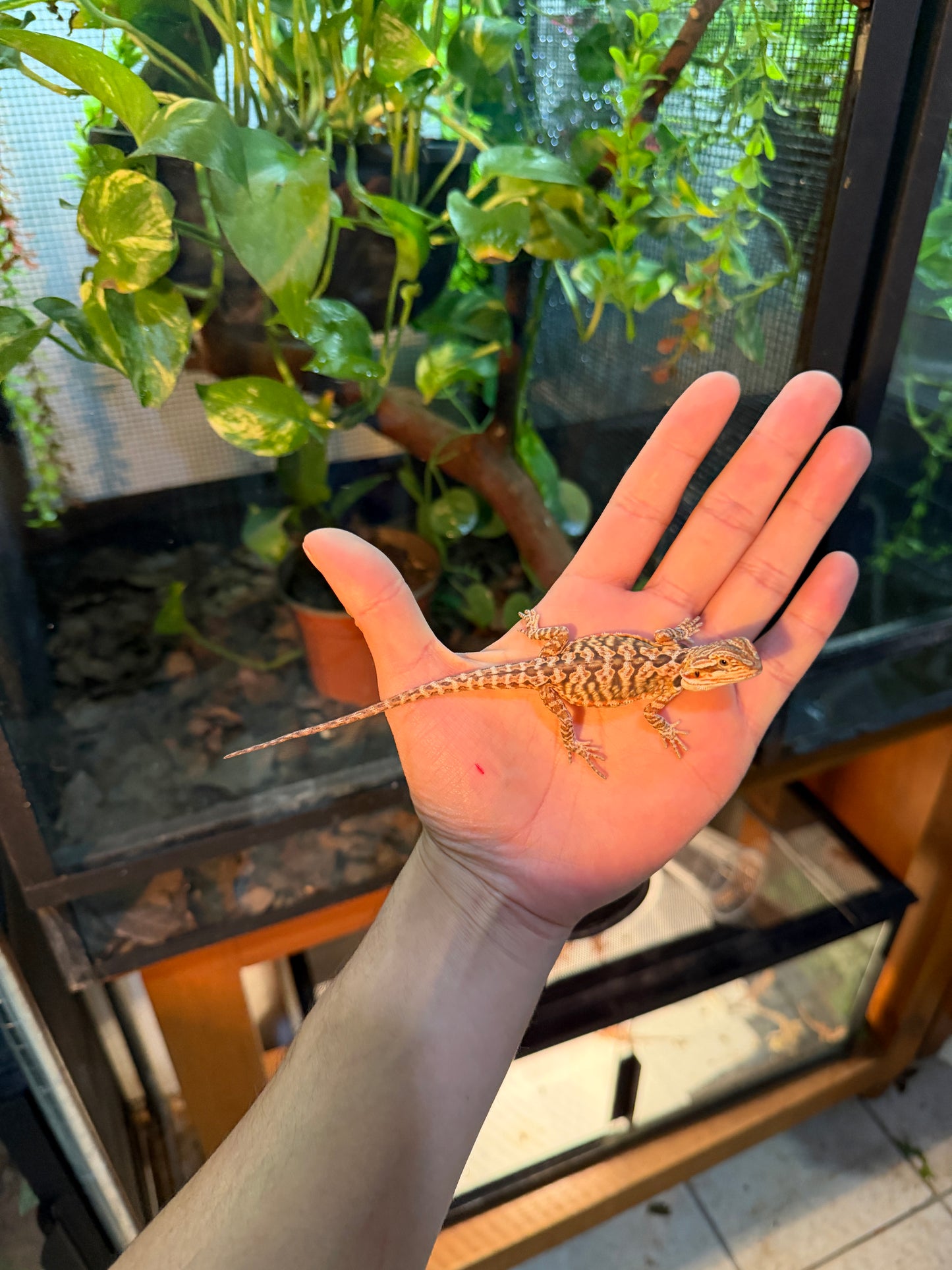 DRAGÓN BARBUDO HYPO LEATHERBACK 7