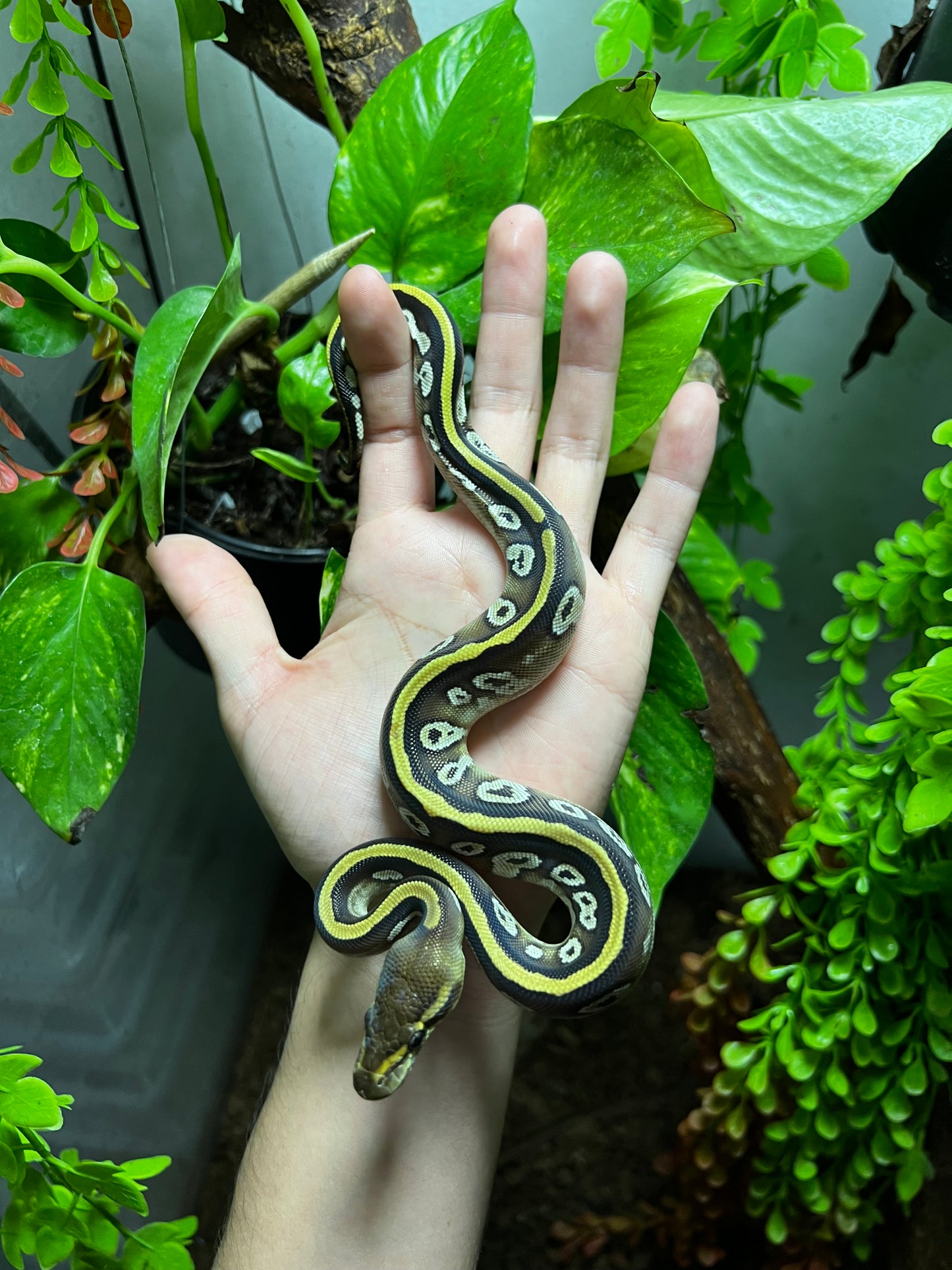 MOJAVE CYPRESS HEMBRA 92