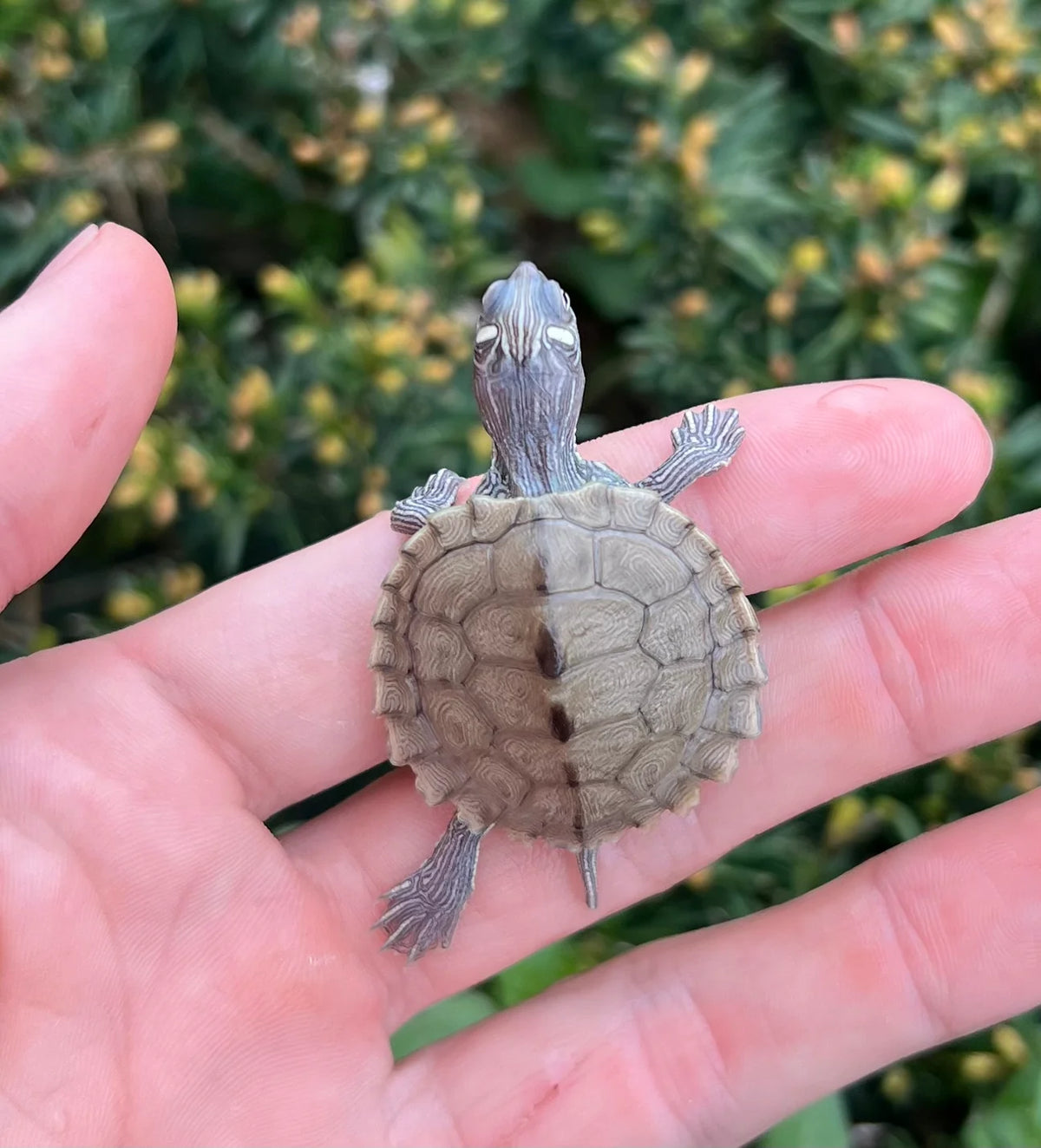 TORTUGA MAPA