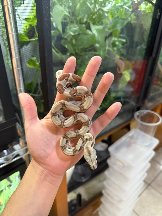 BOA COLOMBIANA HYPO HET ANERY 50% HET ALBINO KHAL HEMBRA
