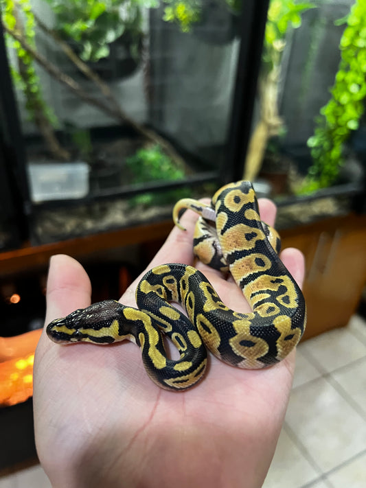 PASTEL MACHO 64