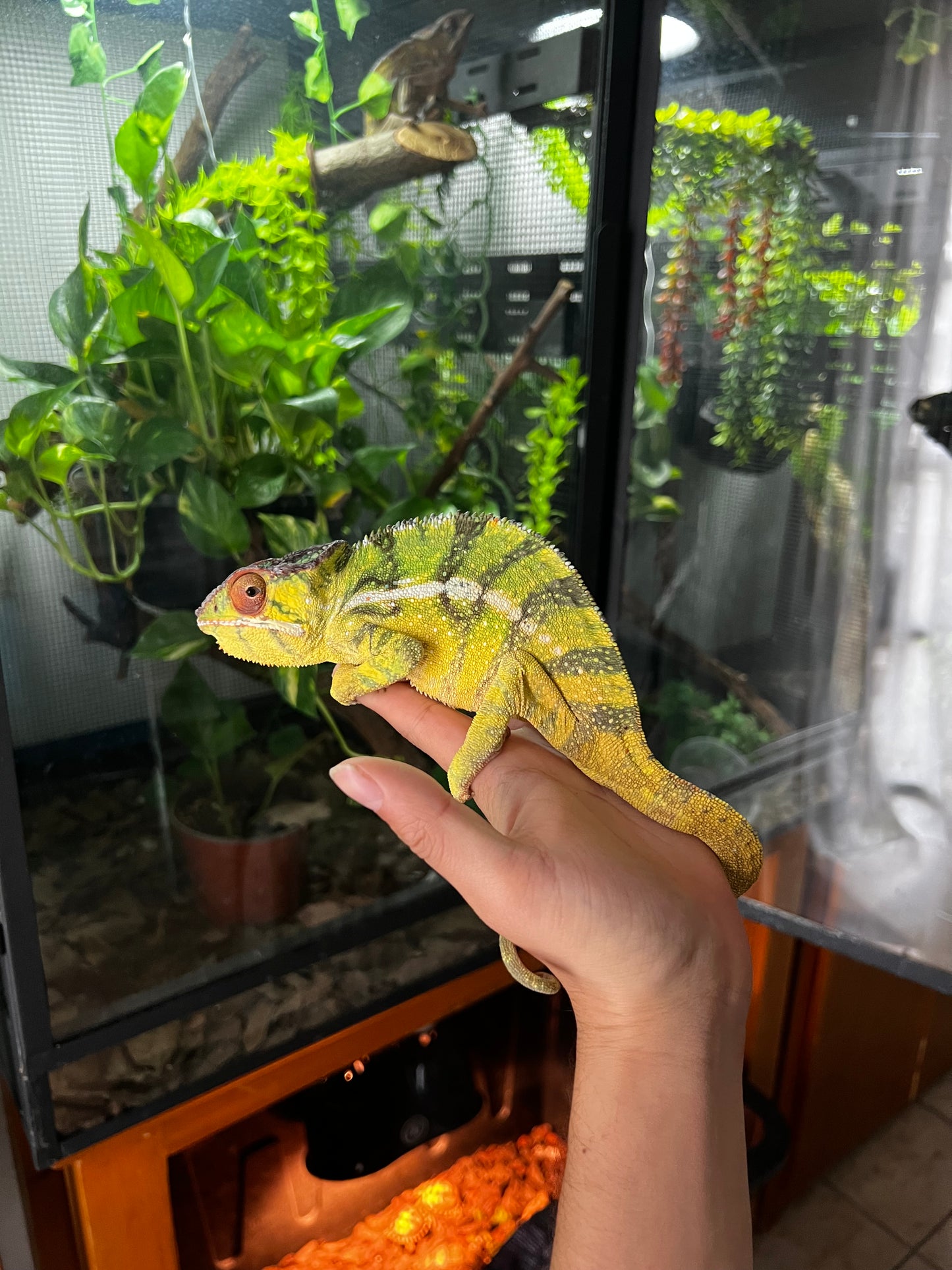 CAMALEÓN PANTERA NOSY MITSIO ADULTO 1 año 4 meses