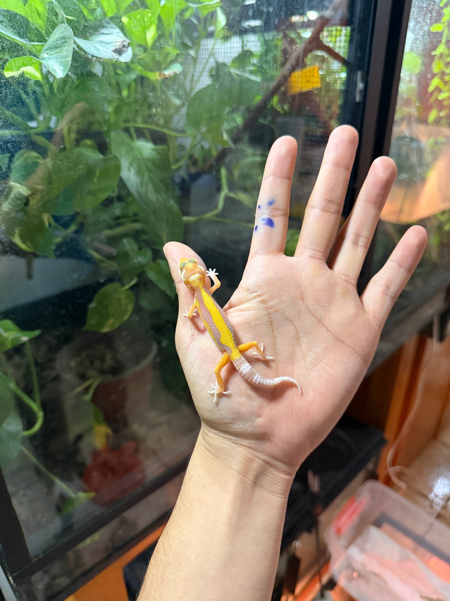 GECKO LEOPARDO TANGERINE TREMPER REVERSE STRIPE 63