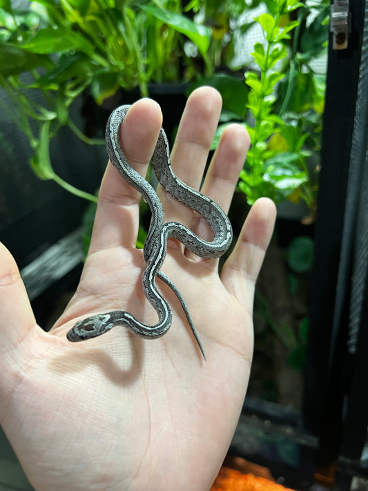 SERPIENTE MAICERA TESSERA GHOST HEMBRA 8