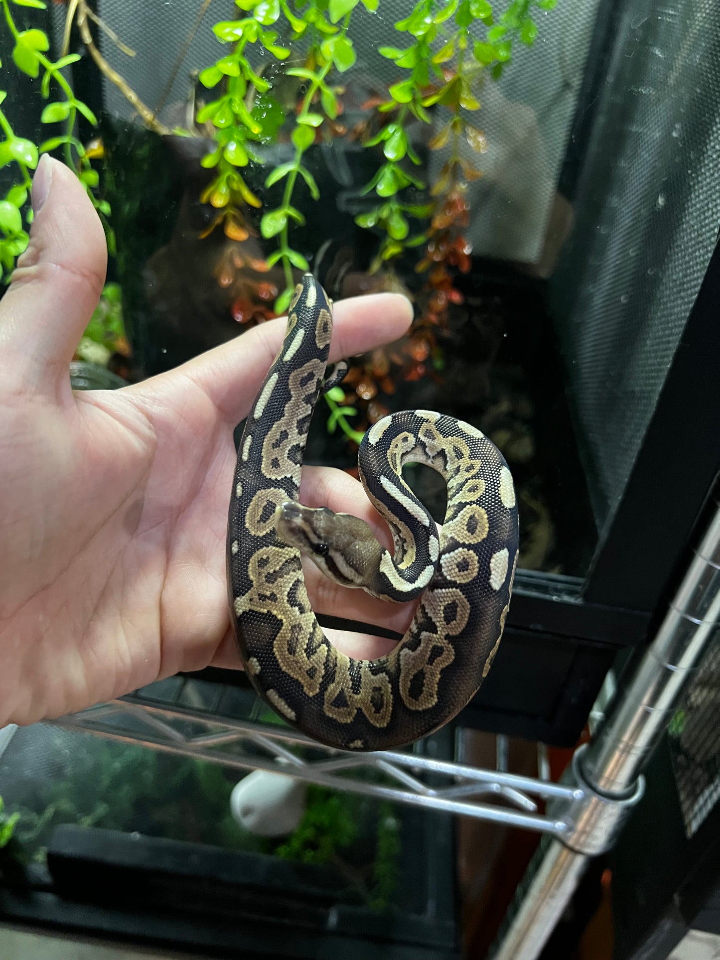 CINNAMON MACHO 47