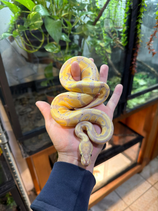 PITÓN BOLA BANANA het lavender macho