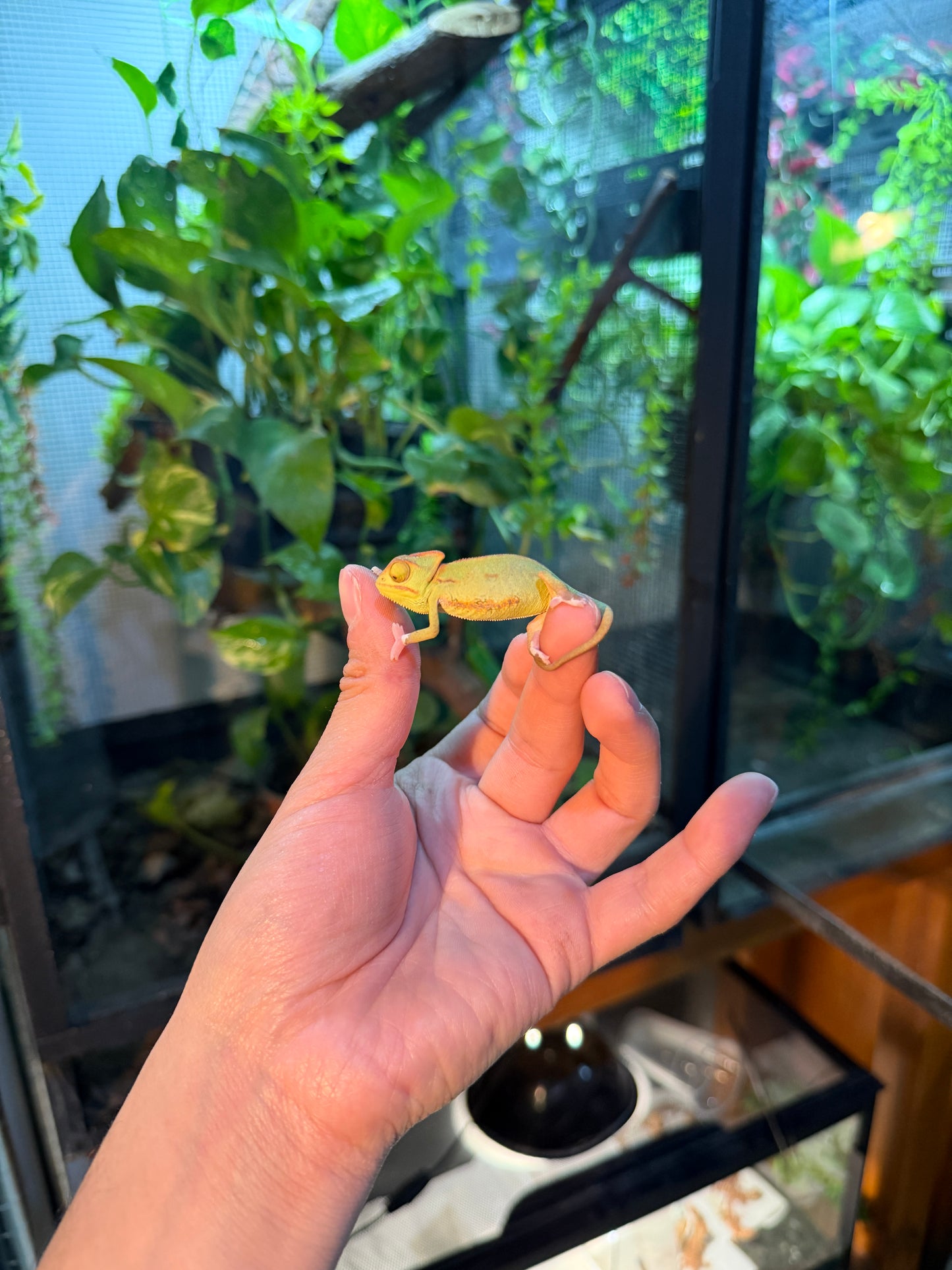 CAMALEONES DE VELO CRÍAS WHITE FEET CON APROVECHAMIENTO EMITIDO POR SEMARNAT