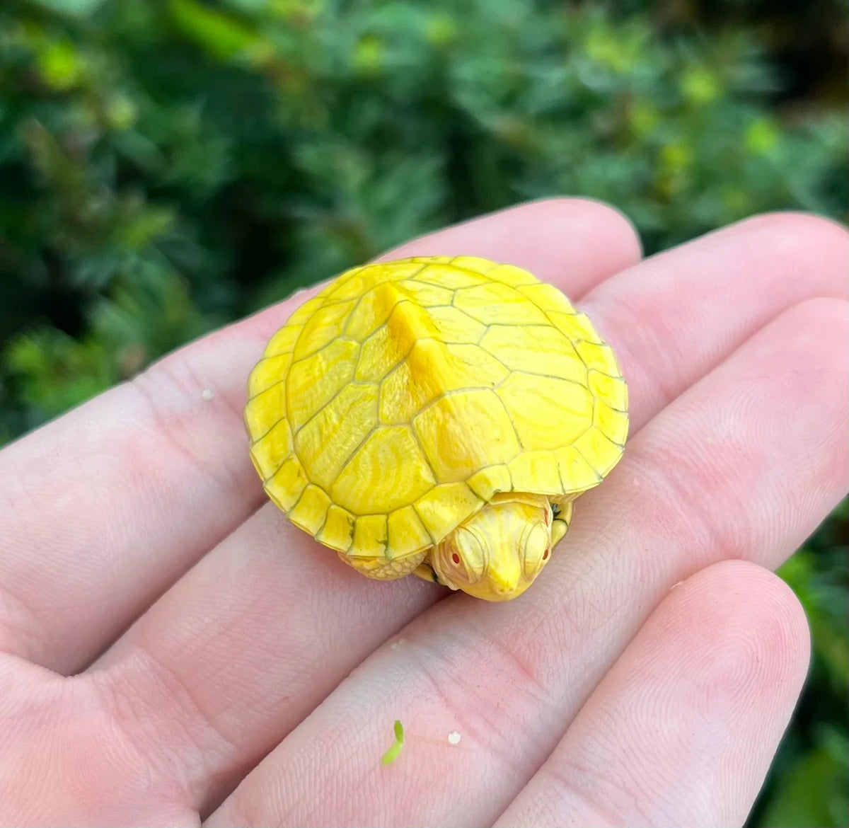 TORTUGA OREJAS ROJAS ALBINA