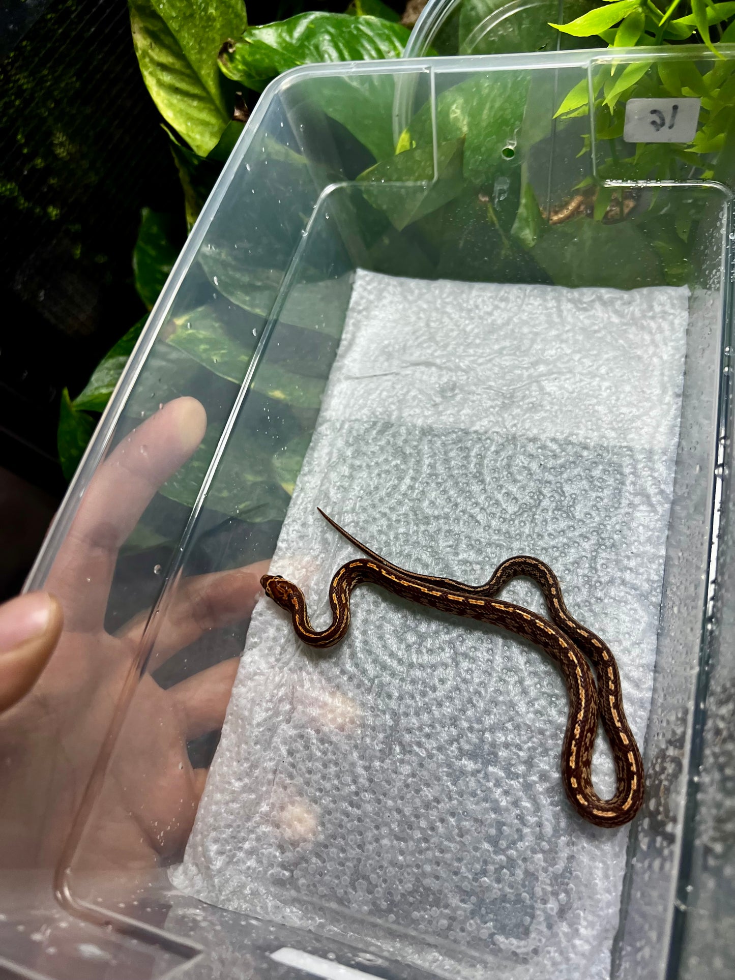 SERPIENTE MAICERA TESSERA HEMBRA 16