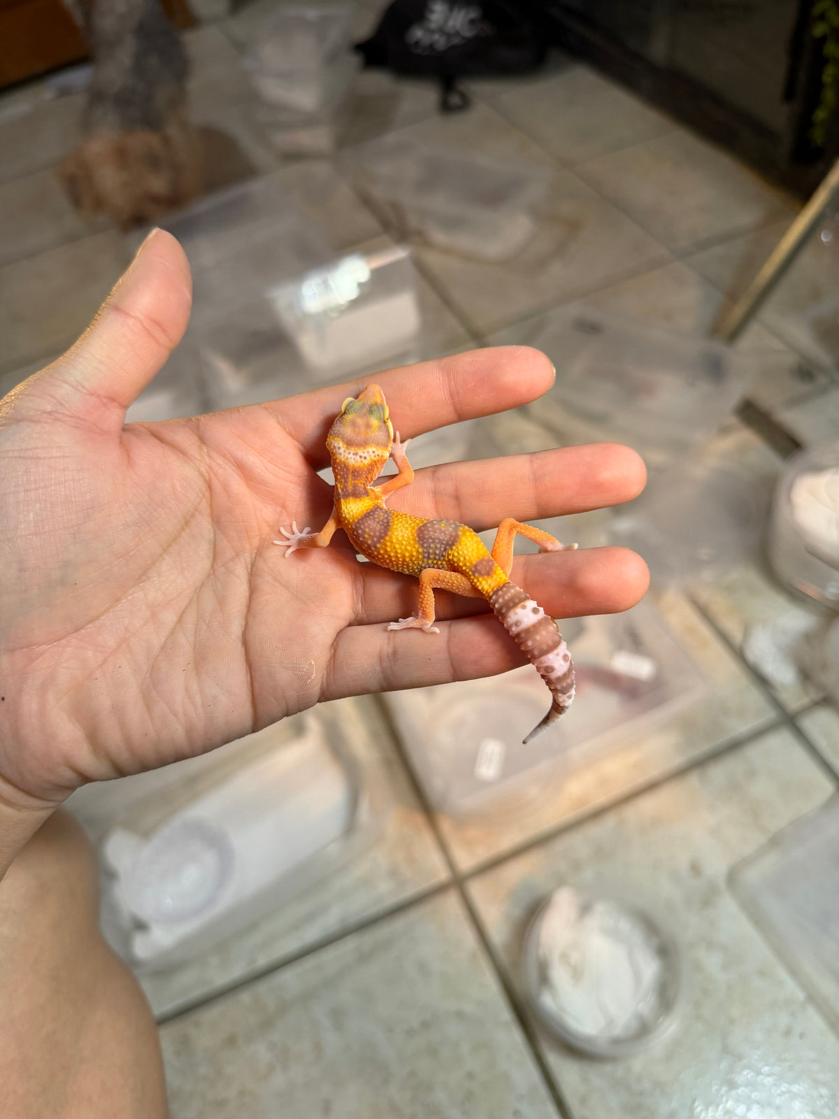 GECKO LEOPARDO RAINWATER HET TYPHOON INCUBADO PARA HEMBRA 197