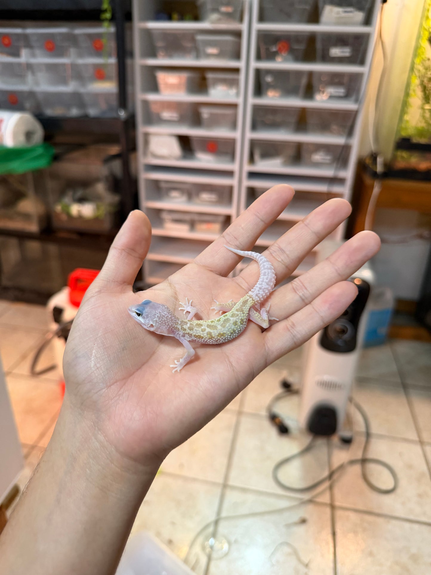 GECKO LEOPARDO MURPHY PATTERNLESS MACHO 1