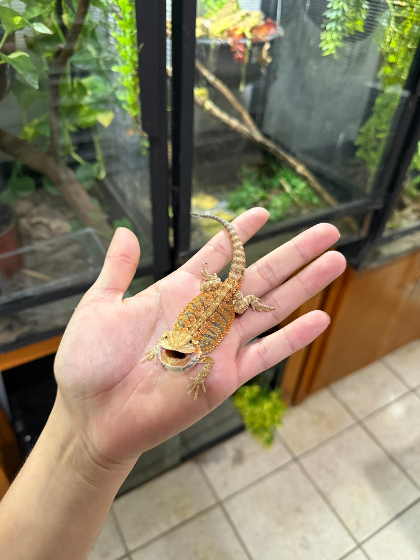 DRAGÓN BARBUDO ROJIZO JUVENIL 7