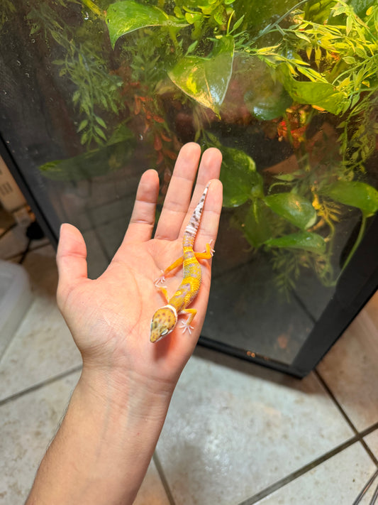 GECKO LEOPARDO HIGH YELLOW POSS HET BELL INCUBADO PARA 50/50 236