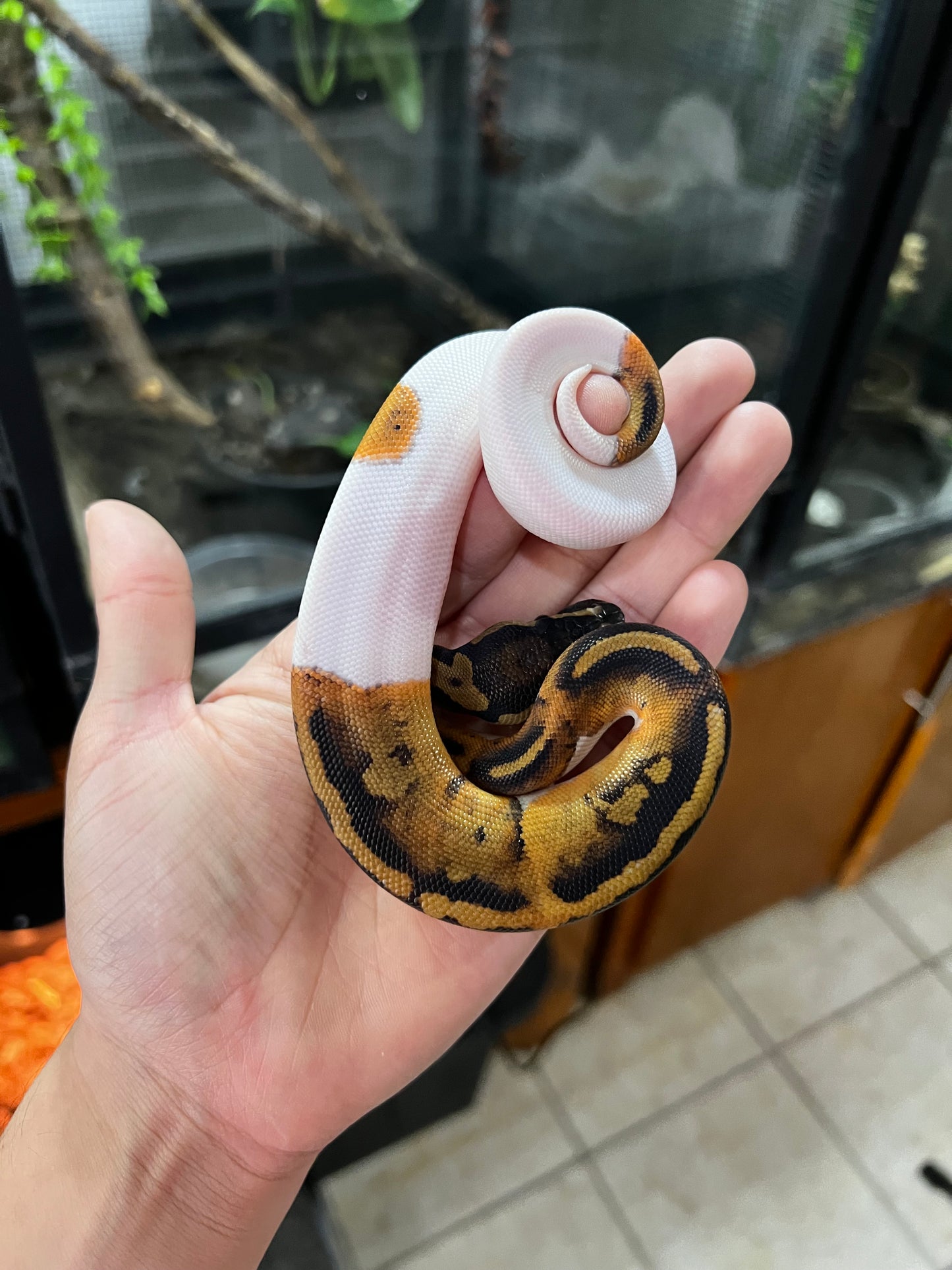 PIED HEMBRA 83