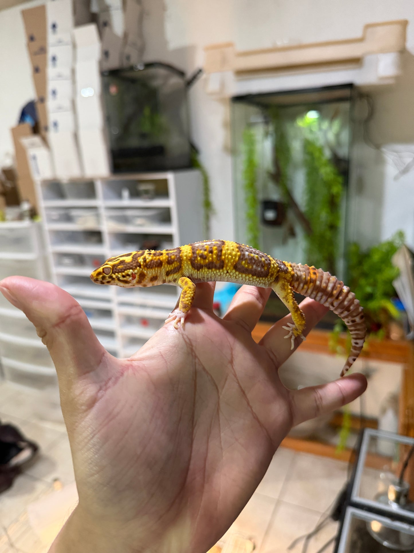 GECKO LEOPARDO BELL ALBINO MACHO JUVENIL