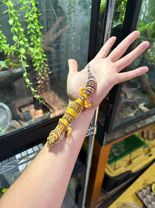 GECKO LEOPARDO TREMPER ALBINO HEMBRA 6237