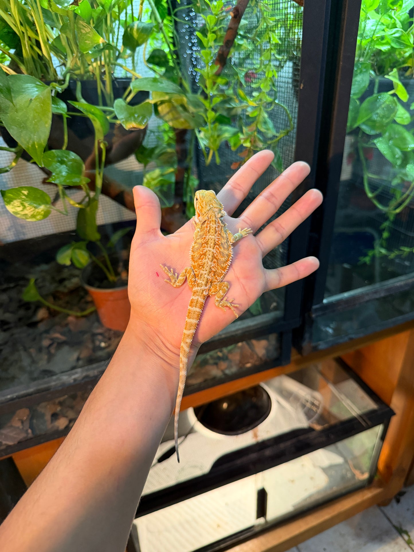 DRAGÓN BARBUDO HYPO JUVENIL 12