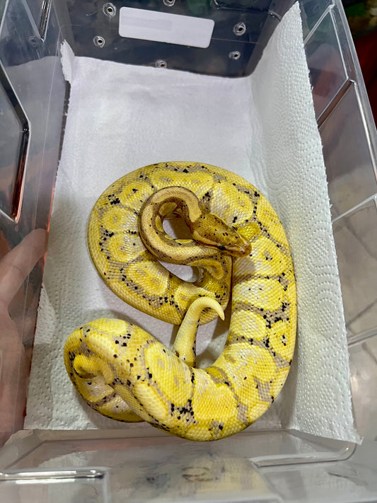 BANANA MACHO ADULTO