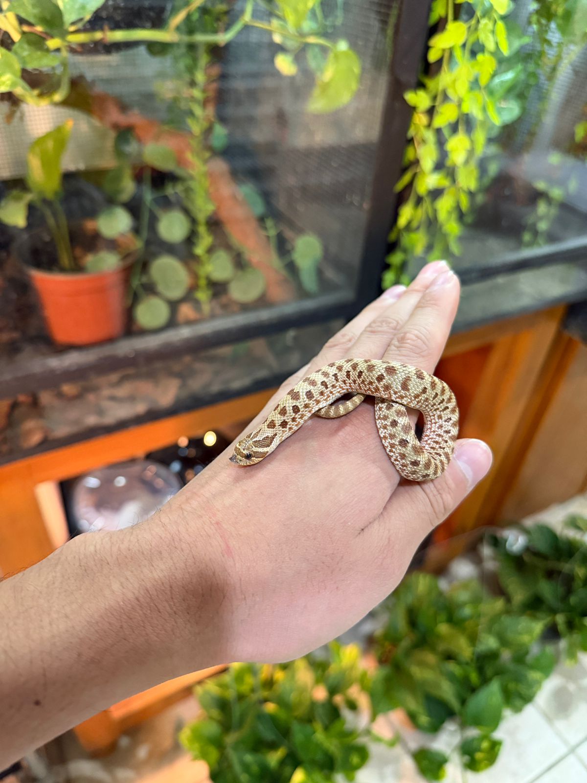 HOGNOSE HEMBRA