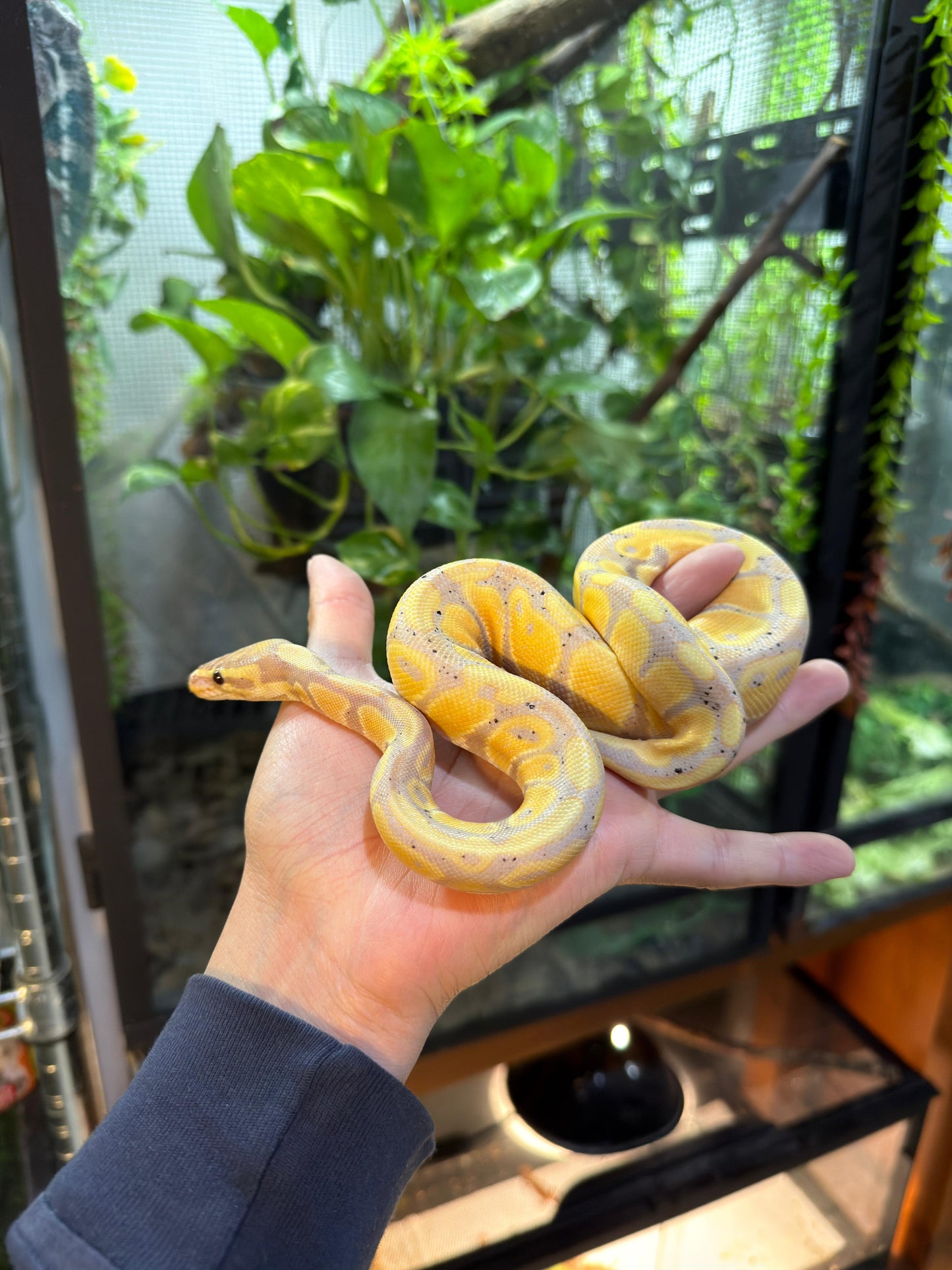 PITÓN BOLA BANANA het lavender macho