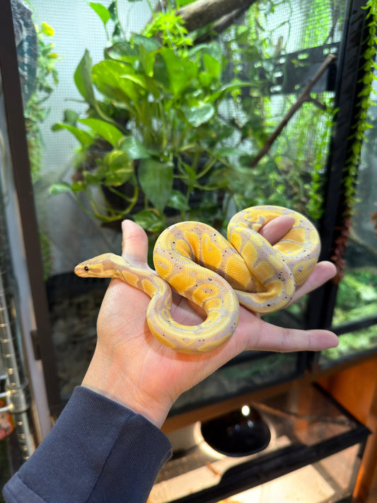 PITÓN BOLA BANANA het lavender macho