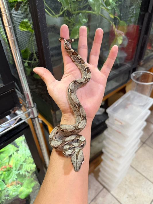 BOA COLOMBIANA NOMINAL HET ANERY 50% HET ALBINO KHAL HEMBRA
