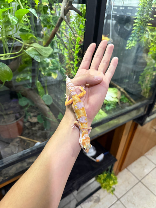 Gecko leopardo SUNGLOW ECLIPSE 43