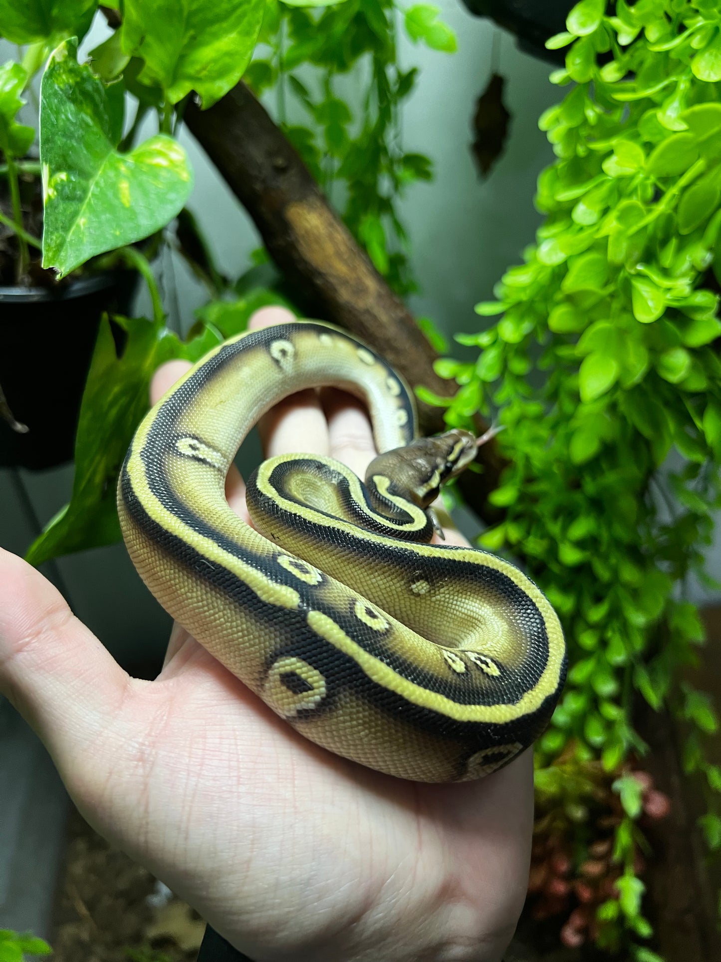 MOJAVE CYPRESS MACHO 75