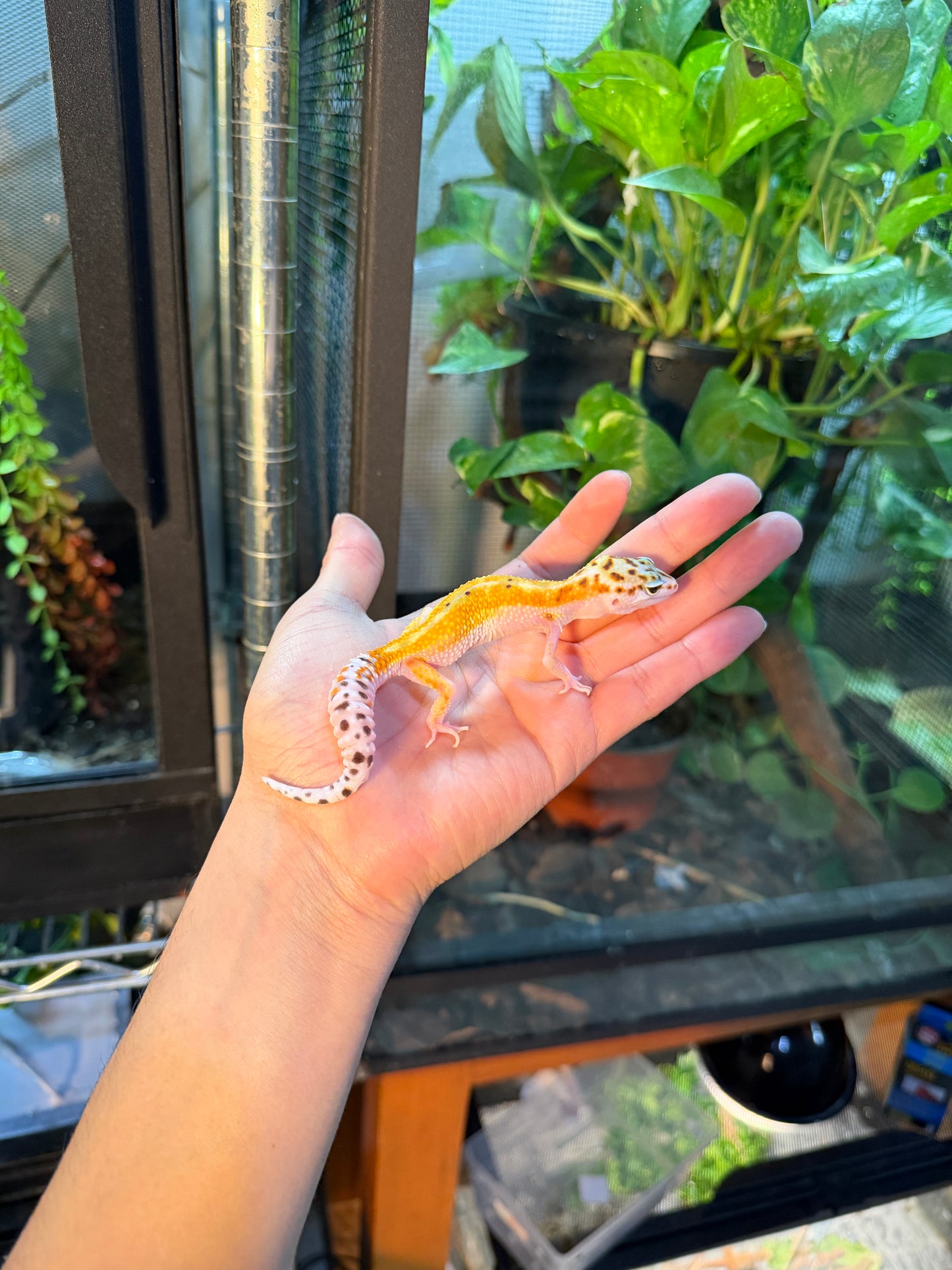 GECKO LEOPARDO TANGERINE HET TREMPER 118