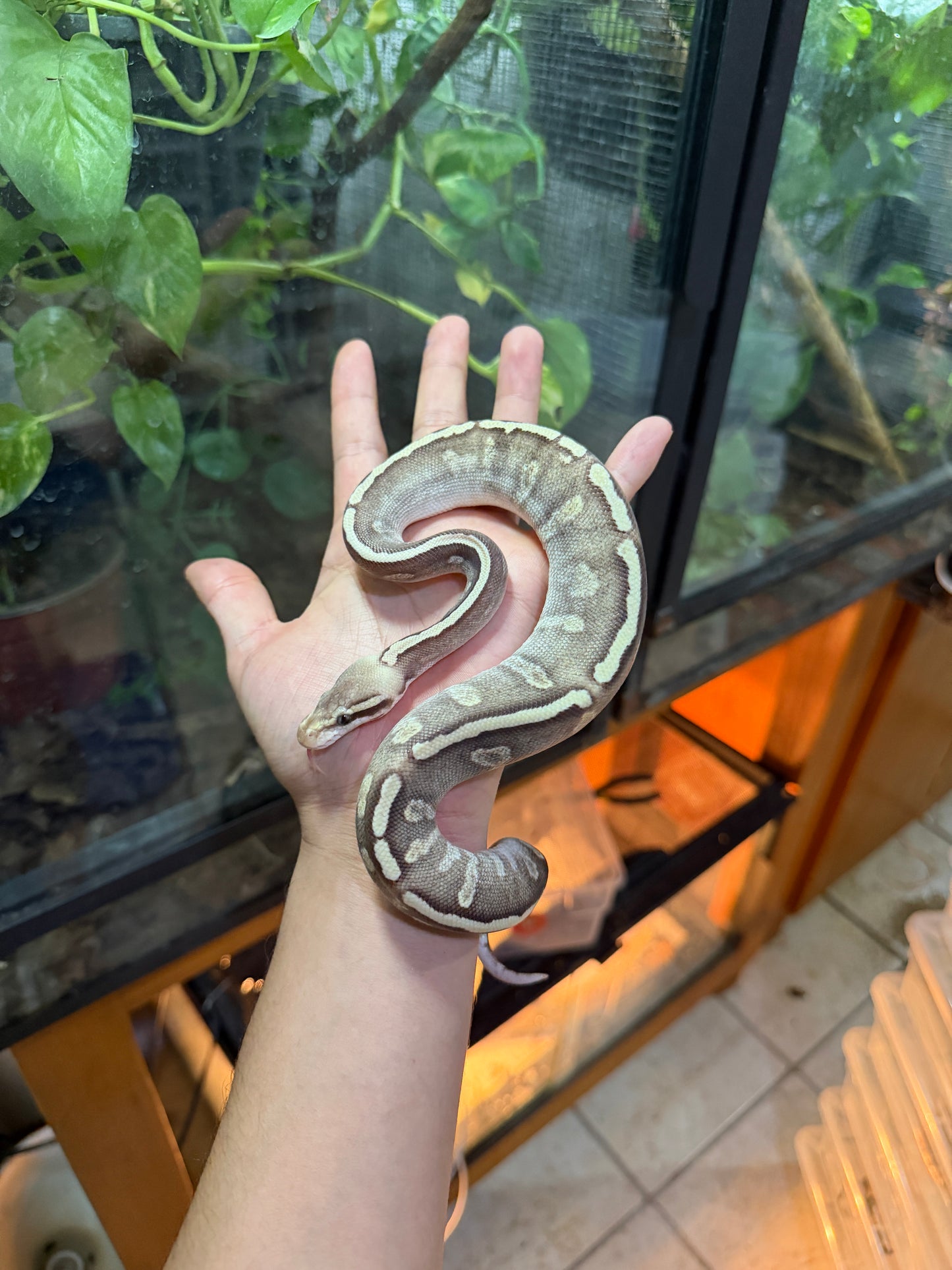 PITÓN BOLA MOJAVE GHI HYPO MACHO 9