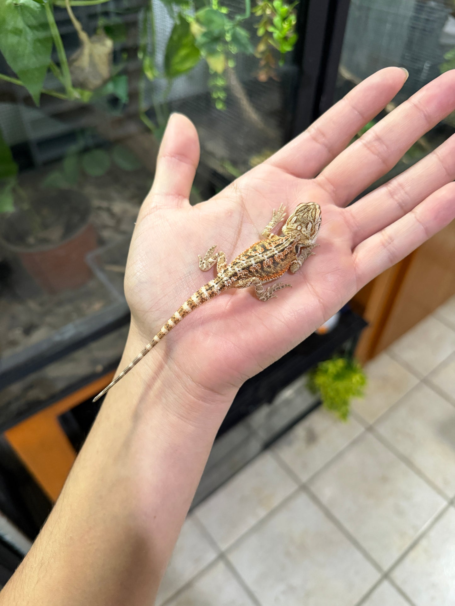 DRAGÓN BARBUDO HYPO CRIA 4