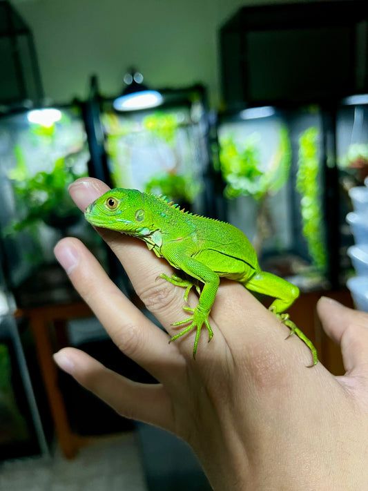 IGUANA VERDE