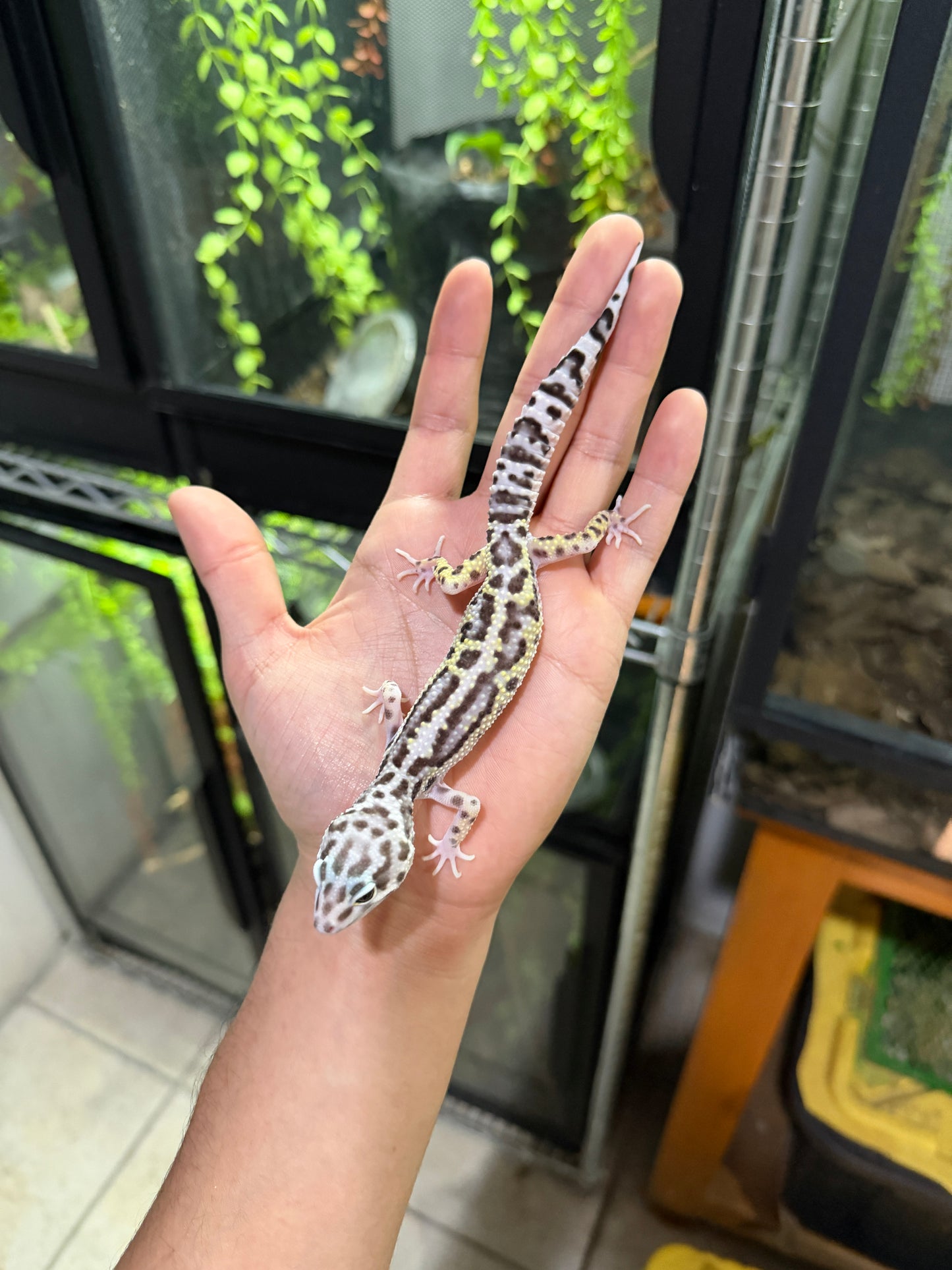 GECKO LEOPARDO MACK SNOW JUNGLE HEMBRA 6220