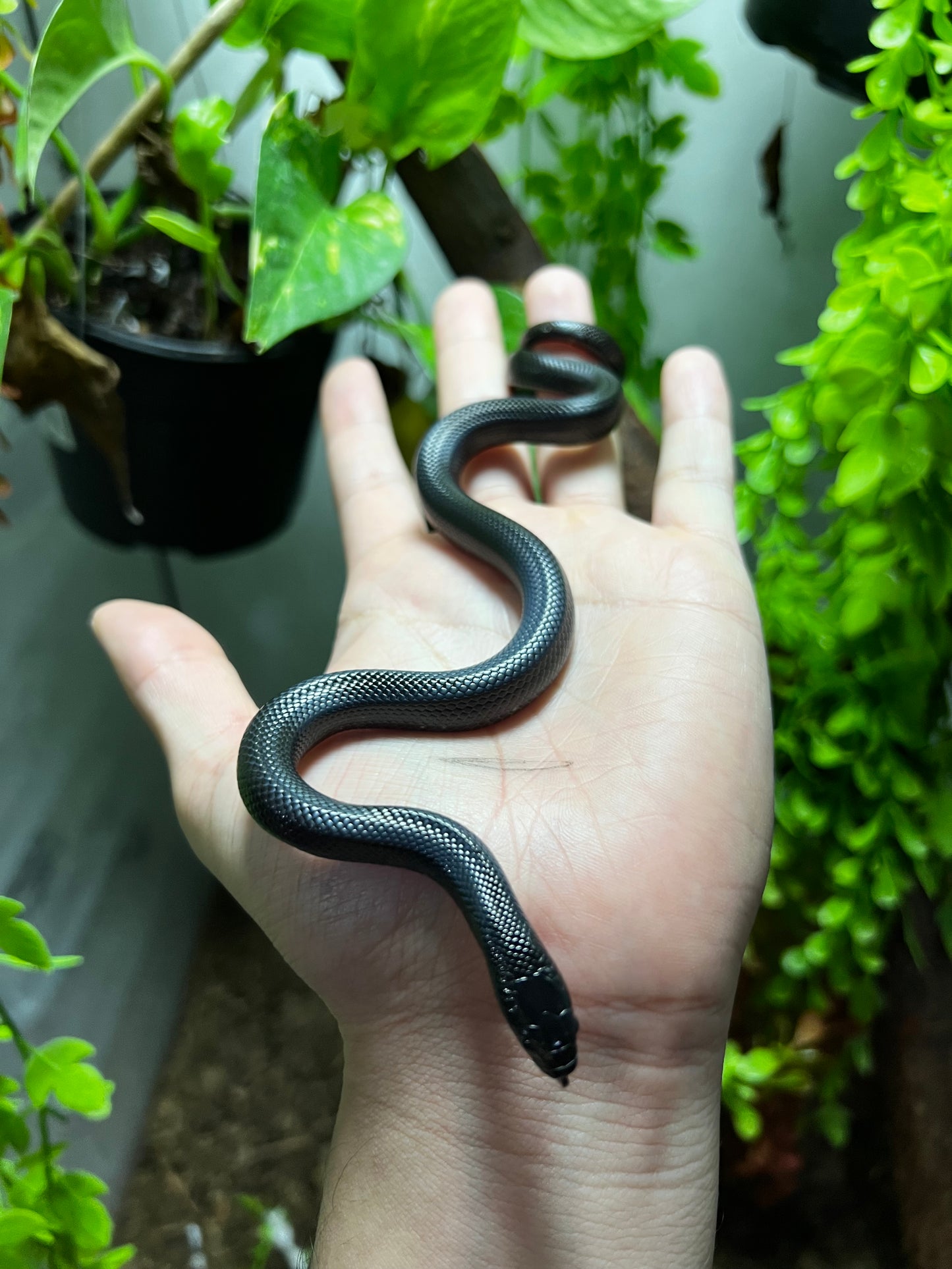 REY NEGRA MEXICANA HEMBRA 70