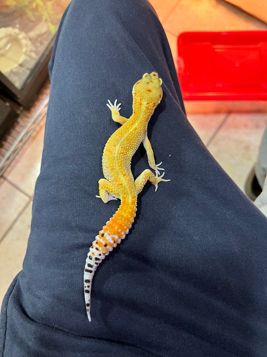 SÚPER HYPO TANGERINE MACHO 14