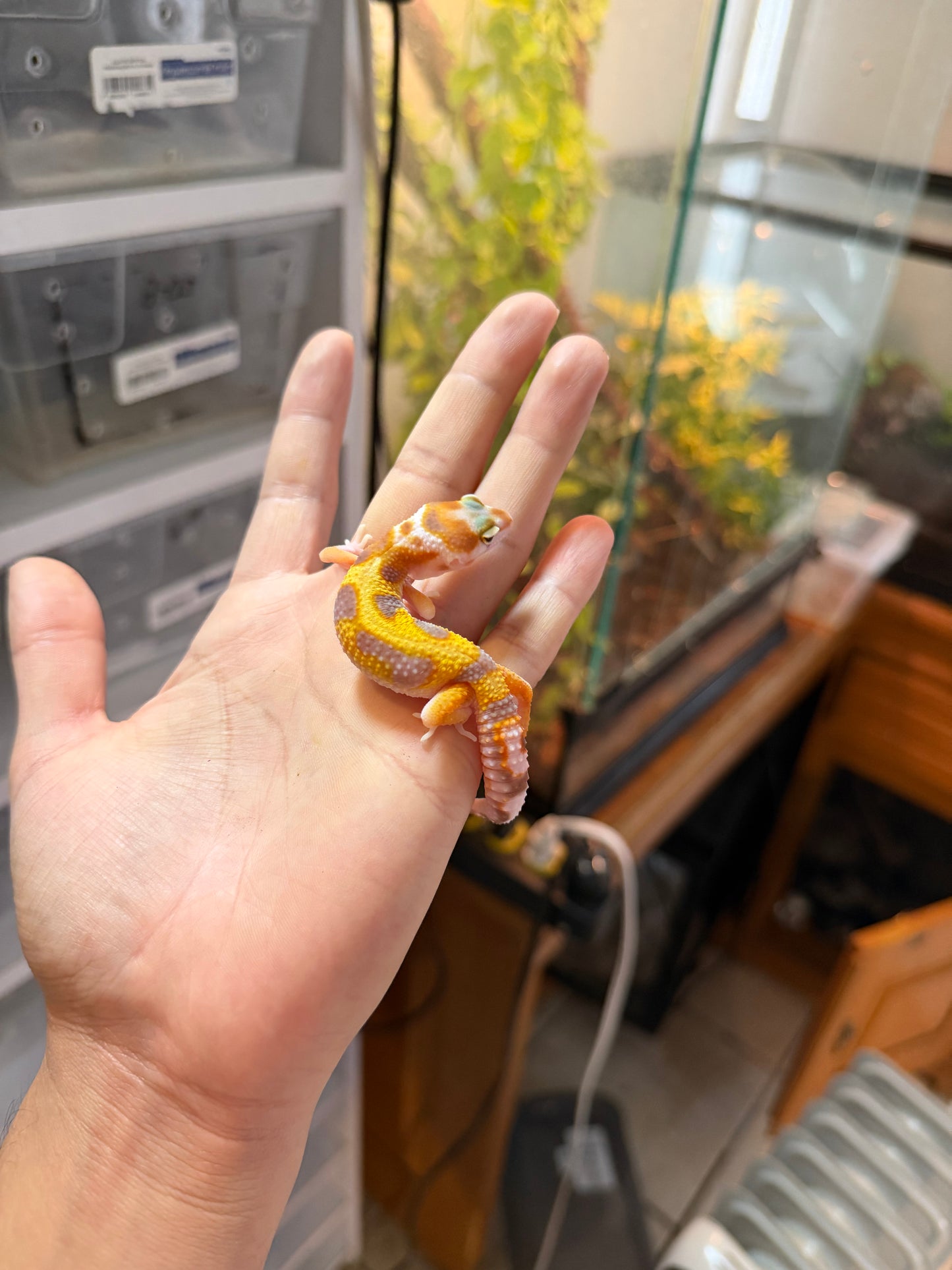 GECKO LEOPARDO BLOOD HET RAINWATER 1