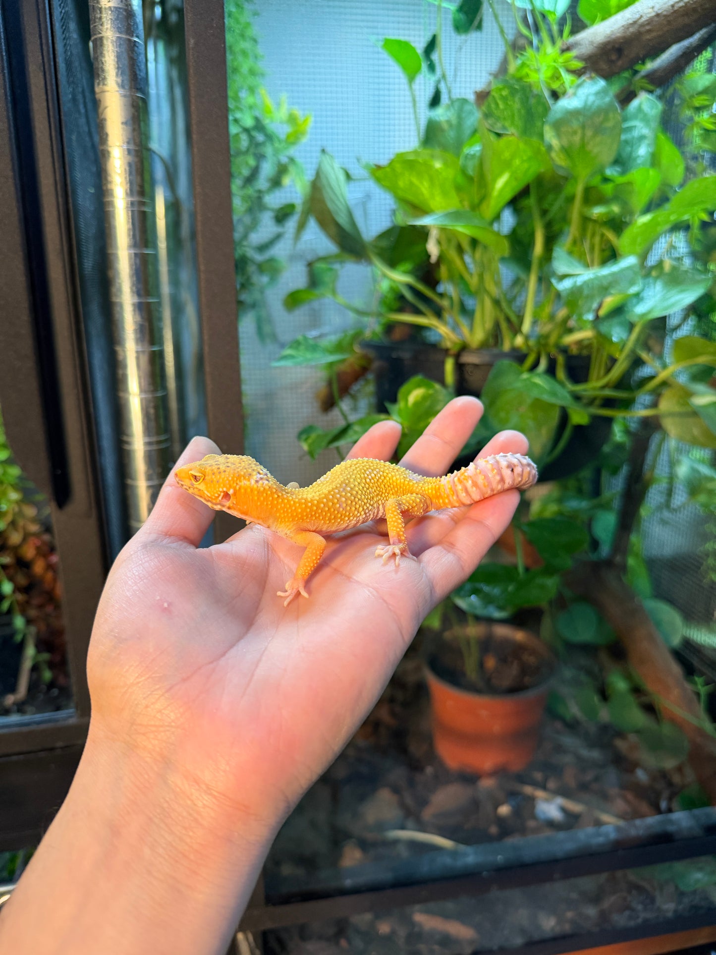 GECKO LEOPARDO SUNGLOW BELL HET ECLIPSE  096