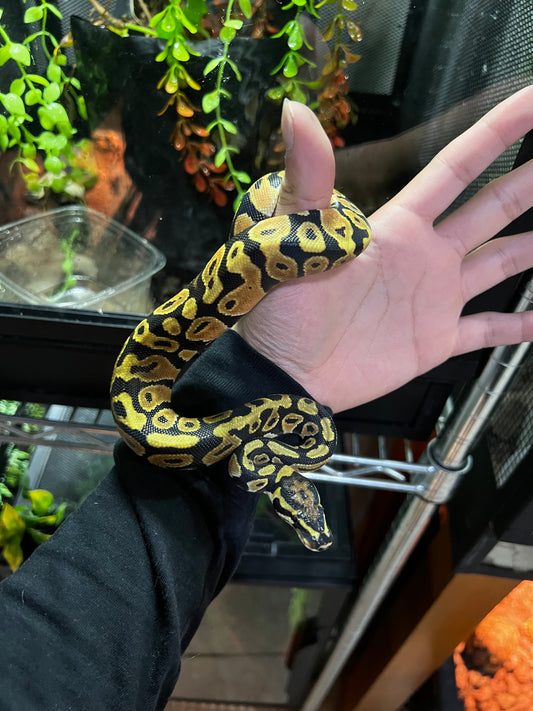 SPOTNOSE MACHO 49