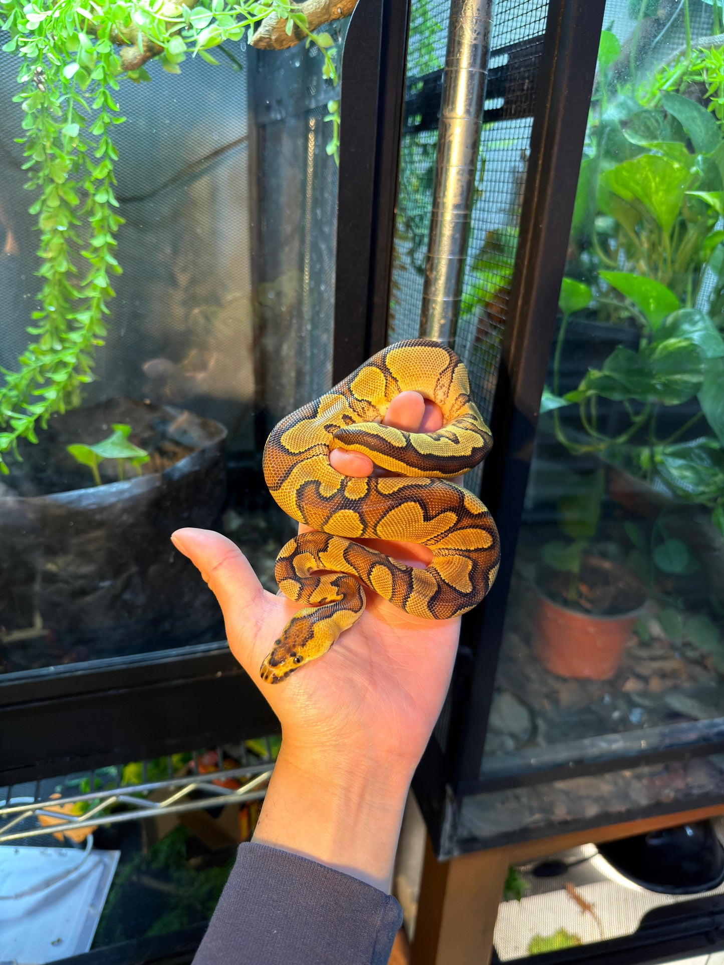 PITÓN BOLA CLOWN ENCHI YB MACHO