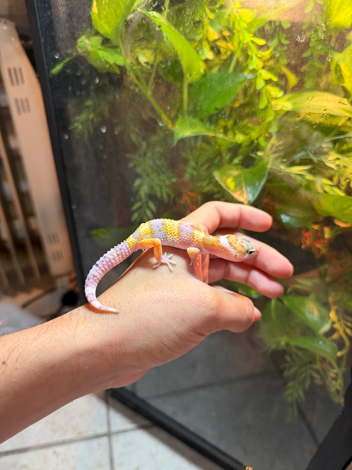 GECKO LEOPARDO NOMINAL POSS HET TREMPER INCUBADO PARA MACHO 169