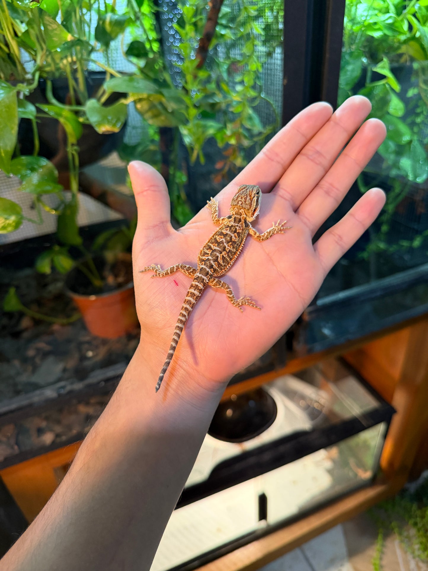 DRAGÓN BARBUDO HYPO 2 (PUNTA DE COLA MORDIDA, LE VOLVERÁ A CRECER)