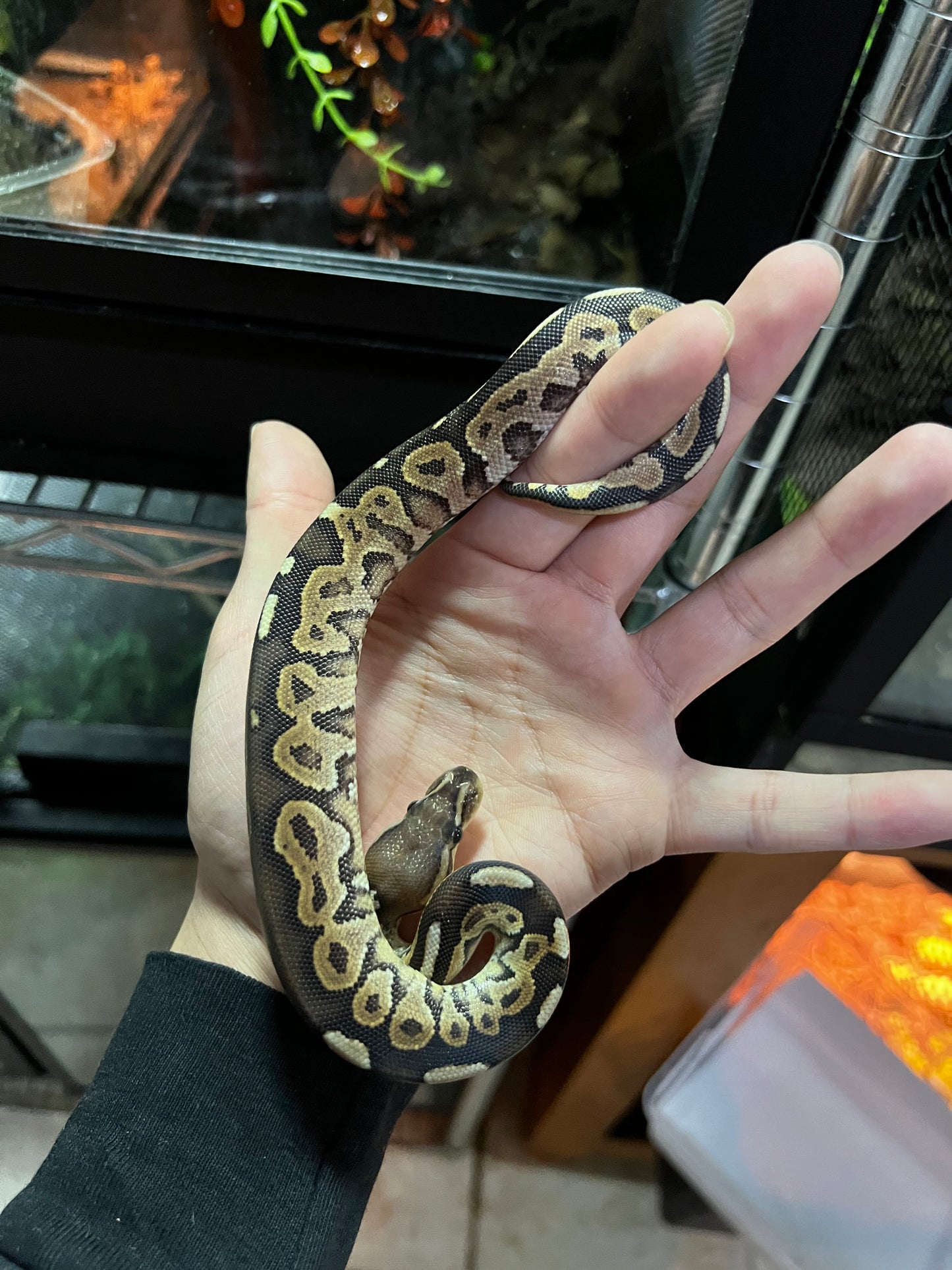 CINNAMON MACHO 47