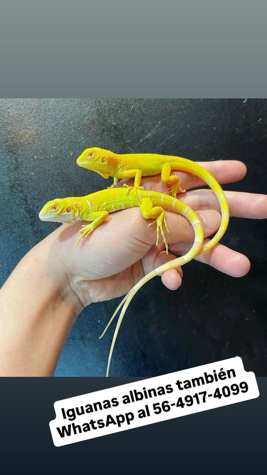 IGUANA ALBINA