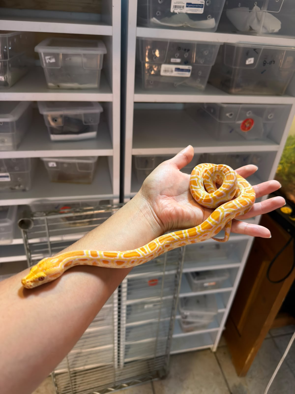 PITÓN BURMÉS ALBINO HET GRANITO MACHO