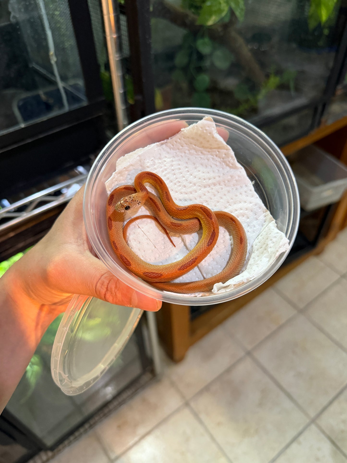SERPIENTE MAICERA HYPO MOTLEY TANGERINE