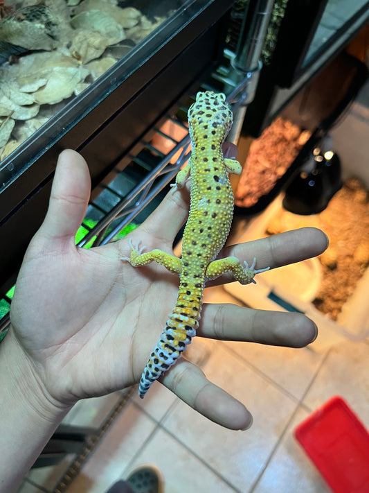 HYPO TANGERINE MACHO 20