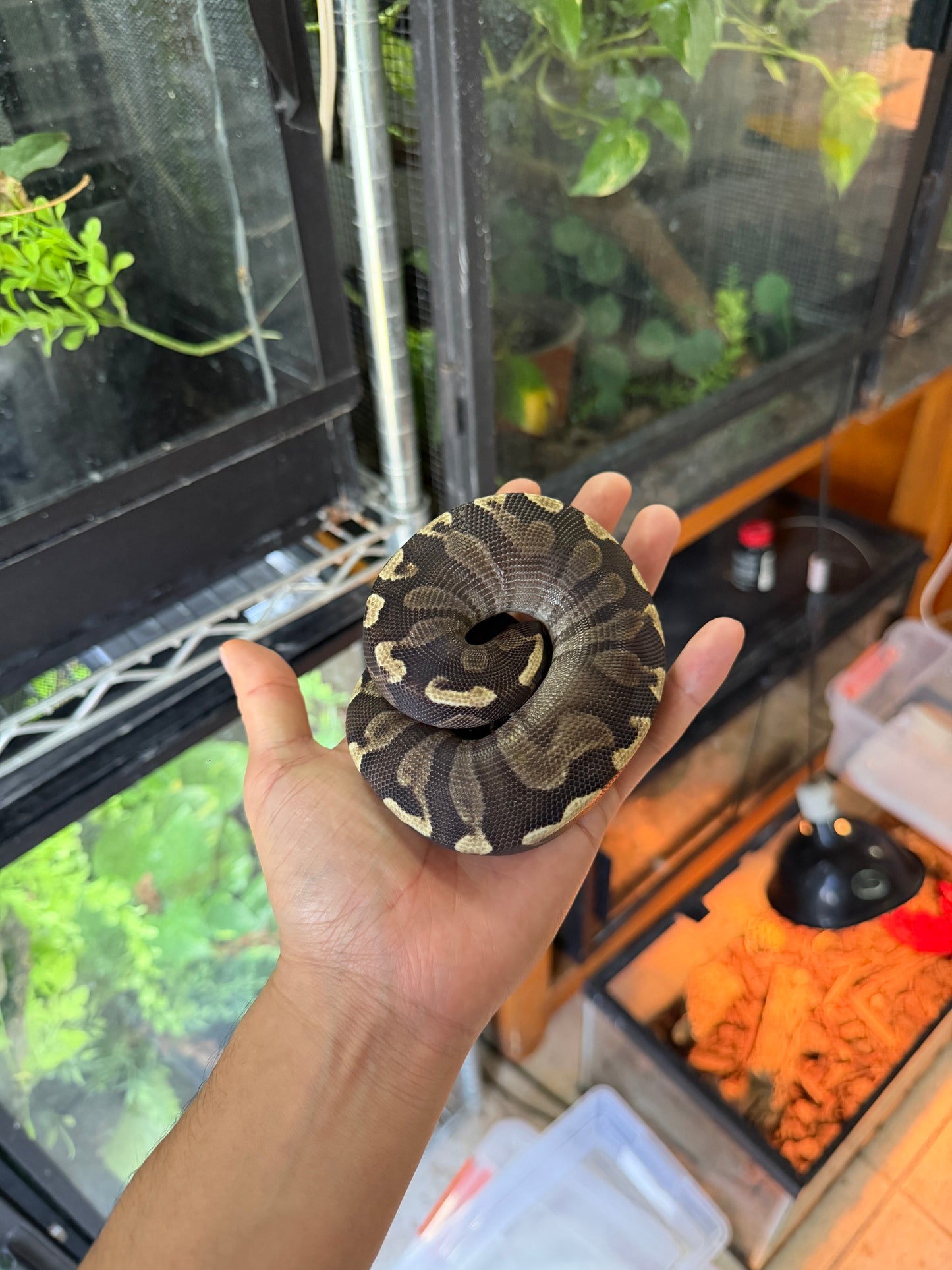 PITÓN BOLA MOJAVE GHI HEMBRA (CON MICROCHIP)