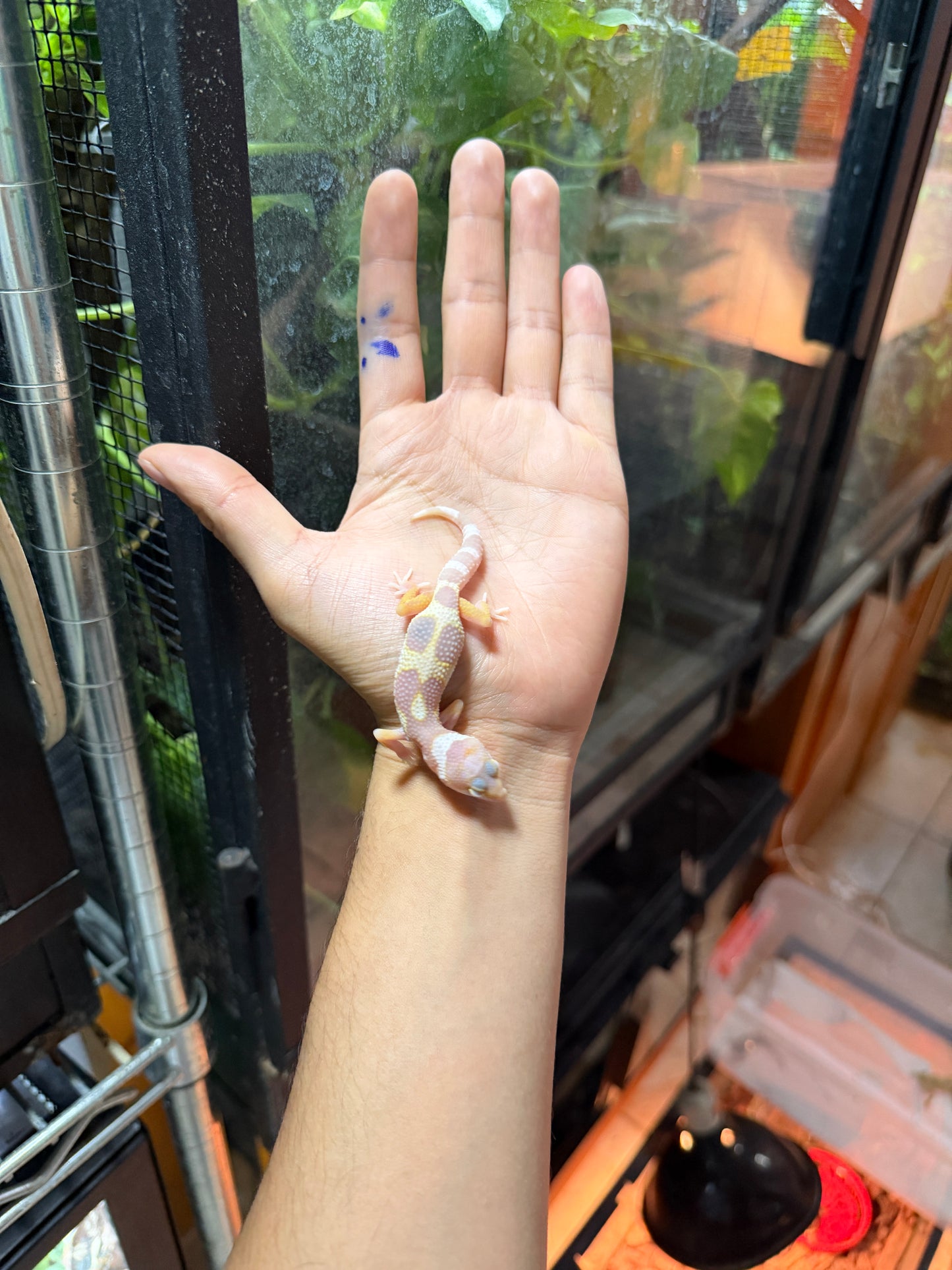 GECKO LEOPARDO MACK SNOW TREMPER TANGERINE 59