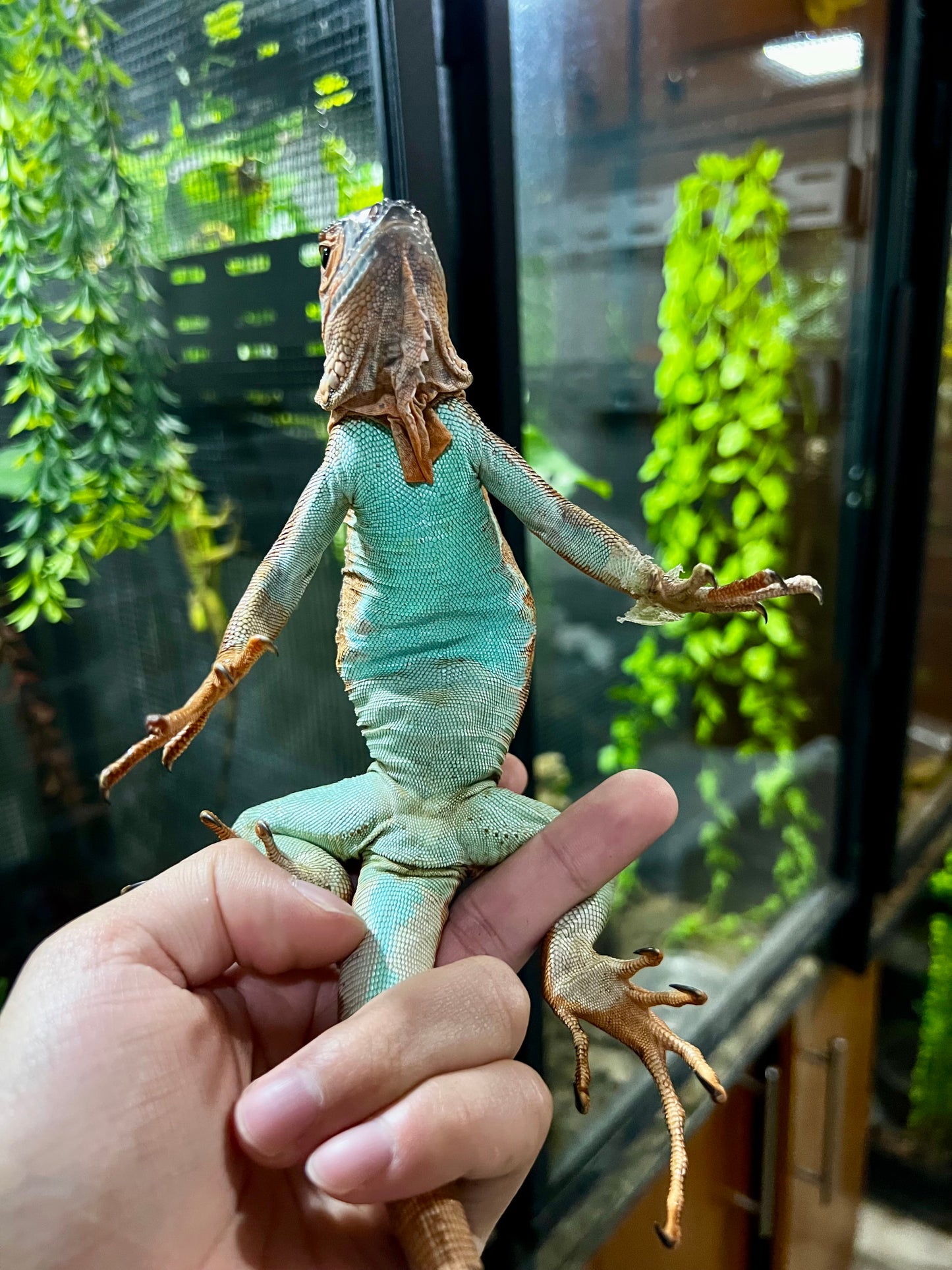 IGUANA ROJA PANZA AZUL 2024