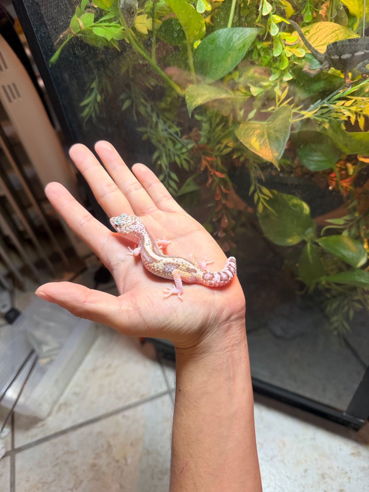 GECKO LEOPARDO MACK SNOW RAPTOR HET MP INCUBADO PARA MACHO 124